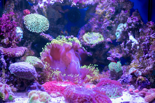 Fototapeta Naklejka Na Ścianę i Meble -  beautiful aquarium fish for the screen saver