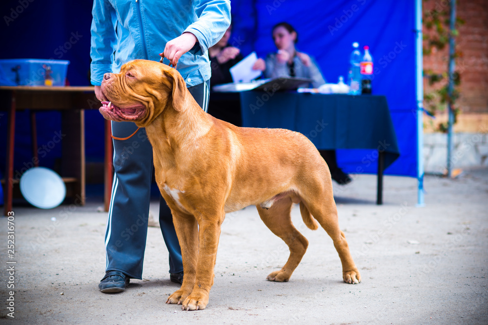 Dogue de Bordeaux at the show