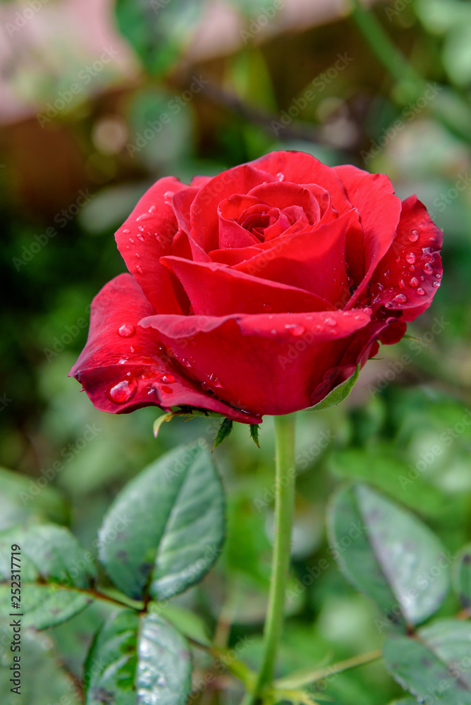 Close-up red rose blooming on the branch in the flower garden for background Close-up red rose blooming on the branch in the flower garden for background