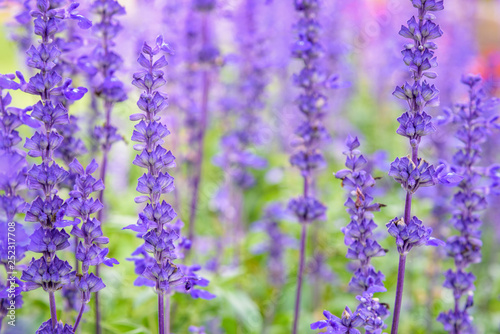Purple or blue flowers beautiful nature of Salvia Farinacea or Mealy Cup Sage in the flower garden