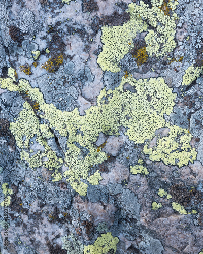 Lichens on a rock © DON