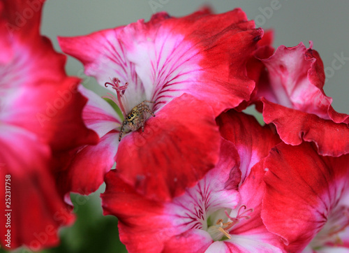 Little spider on a pink flower