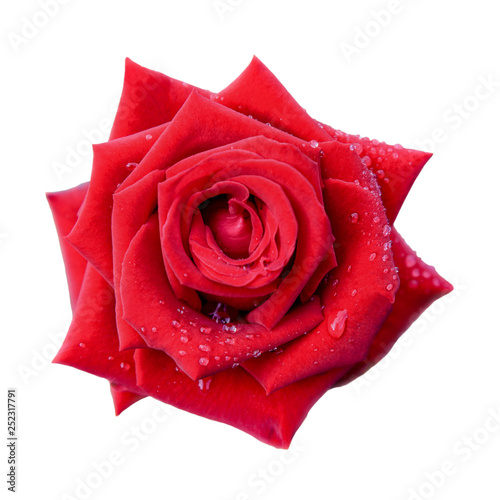 Beautiful nature close-up on top of red rose blooming on isolated white background