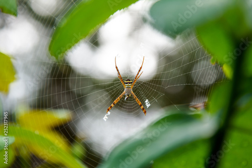 Female of Argiope Keyserlingi or St. Andrew's Cross Spider is a common species of orb-web spider are catching prey on the web in the forest of Thailand photo