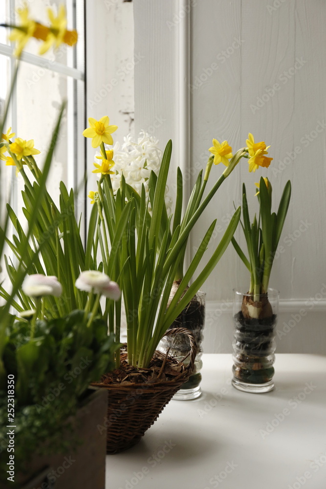 Spring flowers, yellow daffodils and daisies on the window. Hello March, April, May.