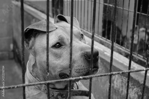 caged dog, with sad face