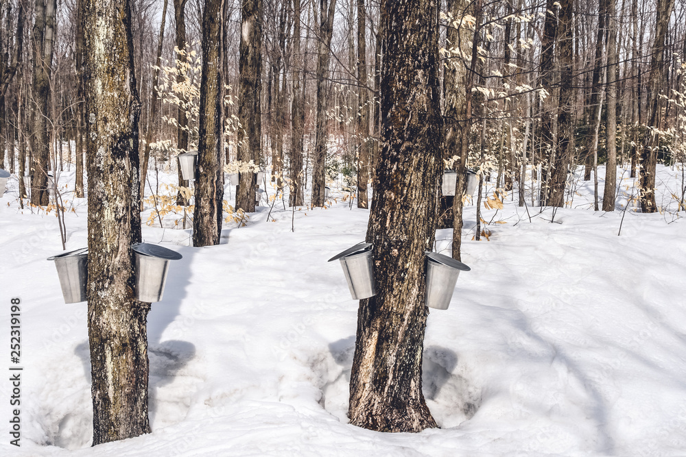 Traditional maple syrup production in Quebec Traditional maple syrup production in Quebec