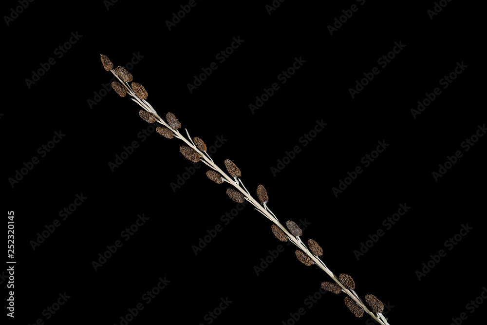 Fototapeta premium Lichen stick isolated