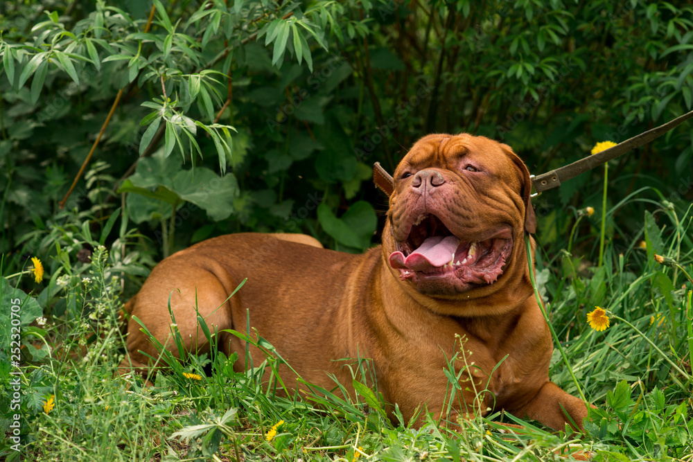 Dogue de Bordeaux at the show