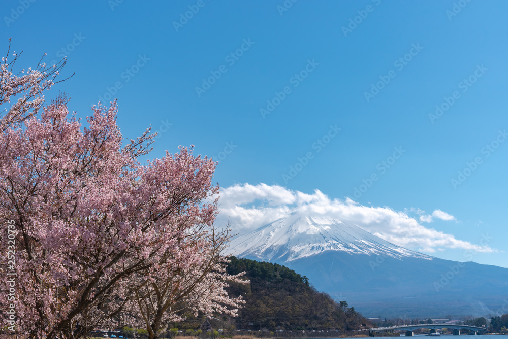 View of Mount Fuji with full bloom pink cherry tree flowers at Lake Kawaguchi Park in springtime sunny day and blue sky natural background. Fujikawaguchiko Cherry Blossoms Festival. Yamanashi, Japan View of Mount Fuji with full bloom pink cherry tree flowers at Lake Kawaguchi Park in springtime sunny day and blue sky natural background. Fujikawaguchiko Cherry Blossoms Festival. Yamanashi, Japan