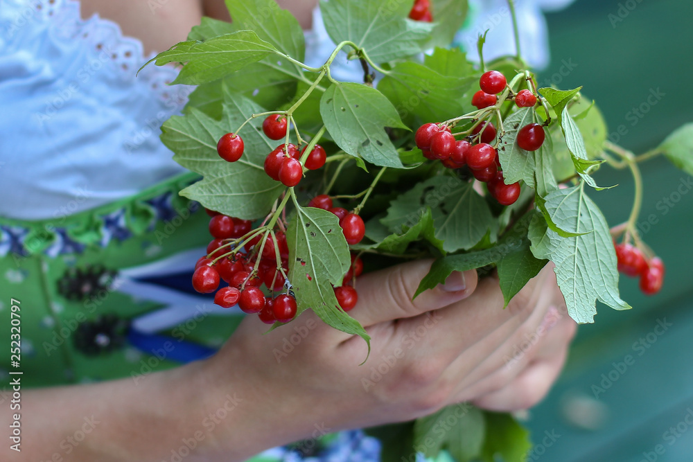 Red berries in the hands of the girl Red berries in the hands of the girl