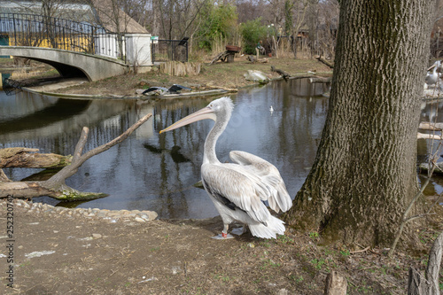 Beautiful pelican in Vienna Shonbrunn zoo. Austria