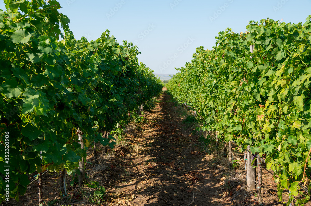 Viticulture. Vineyards rows. Vines with drip irrigation.