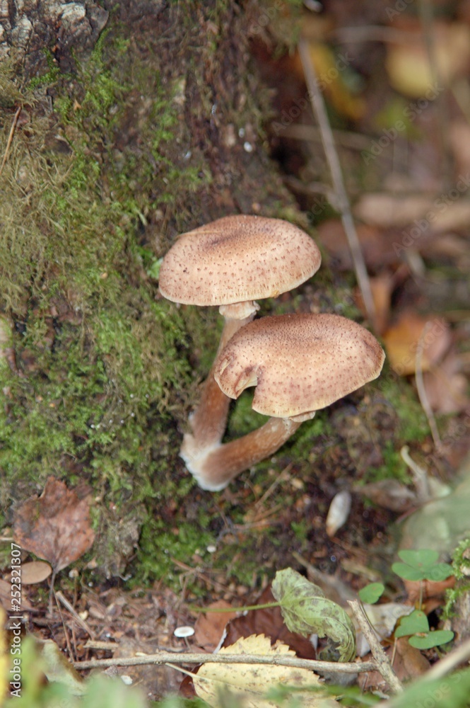 Mushrooms on the tree. Summer forest scene. mushroom macrophoto. Natural mushroom growing. Ecotourism activity. Pick up mushroom Mushrooms on the tree. Summer forest scene. mushroom macrophoto. Natural mushroom growing. Ecotourism activity. Pick up mushroom