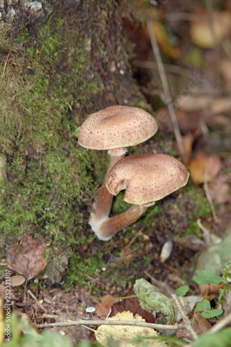 Mushrooms on the tree. Summer forest scene. mushroom macrophoto. Natural mushroom growing. Ecotourism activity. Pick up mushroom