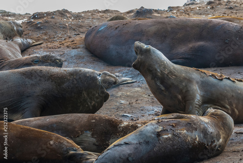  Elephant seal, Hannah Point, Antartic peninsula.