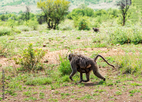 Monkey in South Africa
