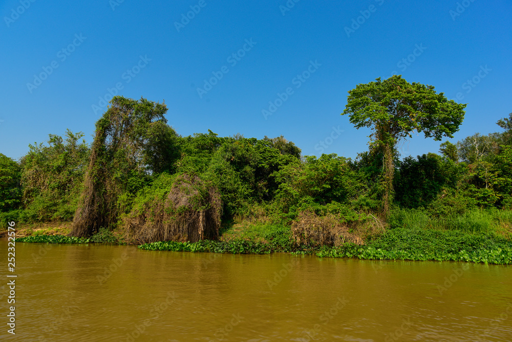 River landscape and jungle,Pantanal, Brazil River landscape and jungle,Pantanal, Brazil