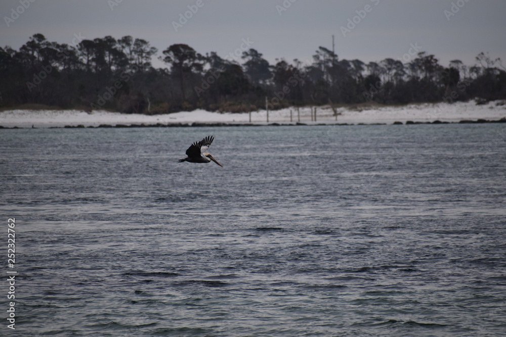 Fototapeta premium Bird Beaches