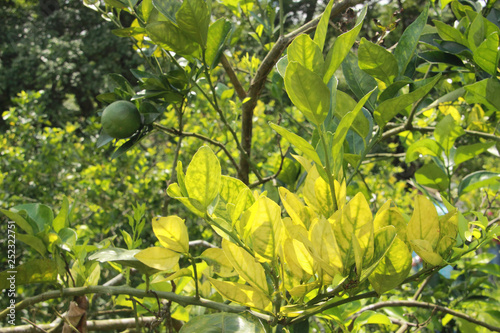 Orange citrus trees orchard heavily  infected with huanglongbing  HLB yellow dragon or citrus greening plague deadly disease  caused by candidatus liberibacter bacteria photo