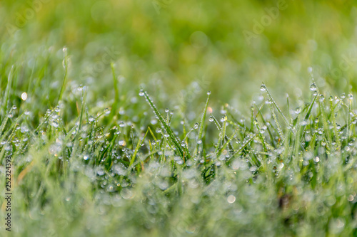 Spring green grass with raindrops