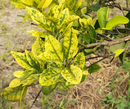 Orange citrus trees orchard heavily  infected with huanglongbing  HLB yellow dragon or citrus greening plague deadly disease  caused by candidatus liberibacter bacteria photo