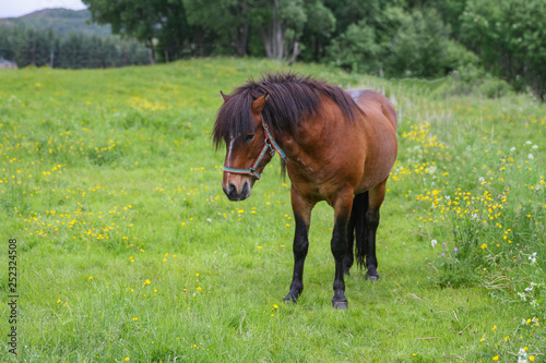 Horse on pasture © Gunnar E Nilsen