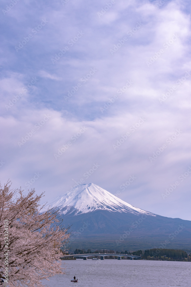 Close-up snow covered Mount Fuji ( Mt. Fuji ) with blue sky background in pink sakura cherry blossoms springtime sunny day. Lake Kawaguchiko, Town Fujikawaguchiko, Yamanashi Prefecture, Japan
