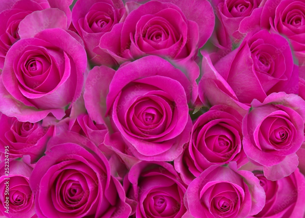pink rose background pink rose background