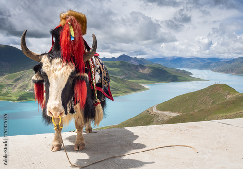 Amazing cow with beautiful saddle standing on background of tranquil river and green hills on cloudy day in Tibet  photo