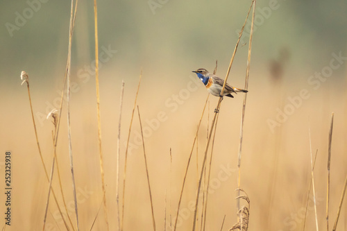 Closeup of a blue-throat bird Luscinia svecica cyanecula singing photo