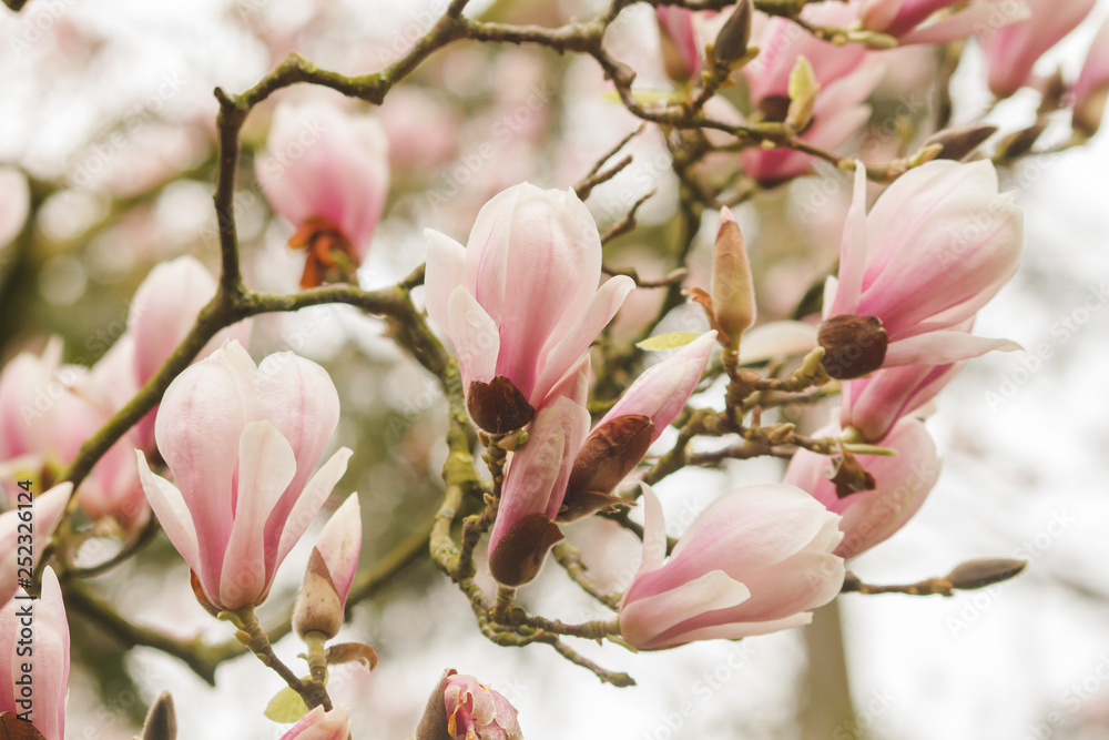 Obraz premium Detail of magnolia tree pink flowers