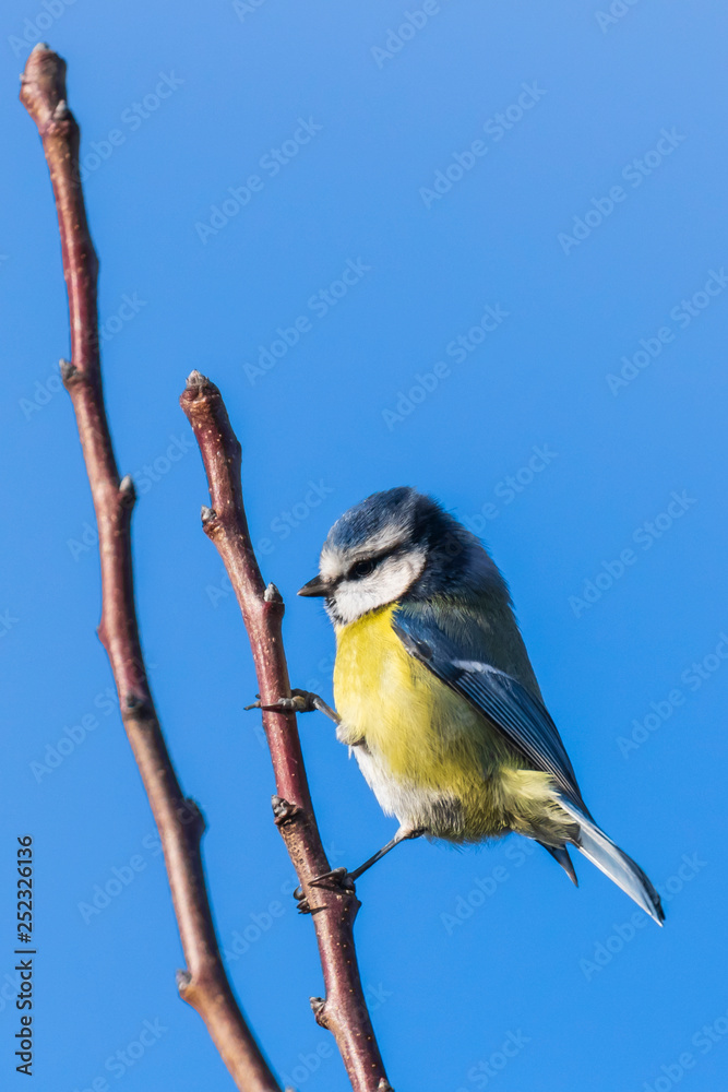 Obraz premium Eurasian blue tit bird Cyanistes caeruleus on a clear blue sky background