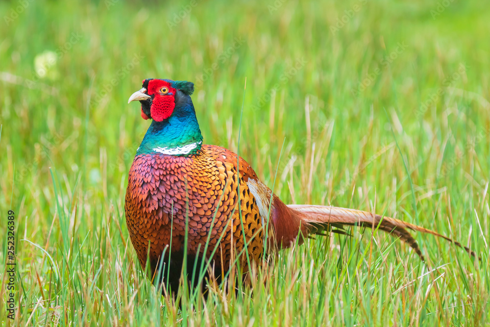 Naklejka premium Male Pheasant Phasianus colchicus stepping through a meadow