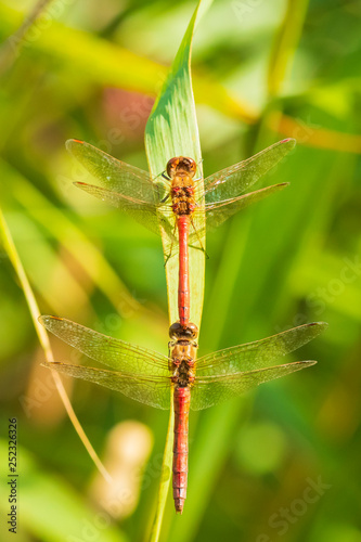Common Darter (Sympetrum striolatum) dragonfly mating