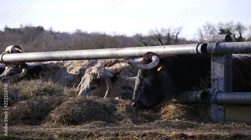 Old English Longhorn Cattle in a winter feed lot