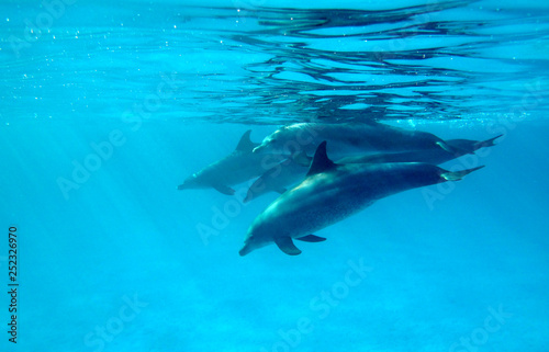 Amazing underwater world - dolphins in the Red Sea. © diveivanov