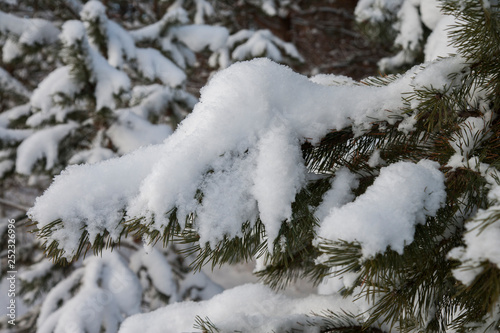 Winter / Зима