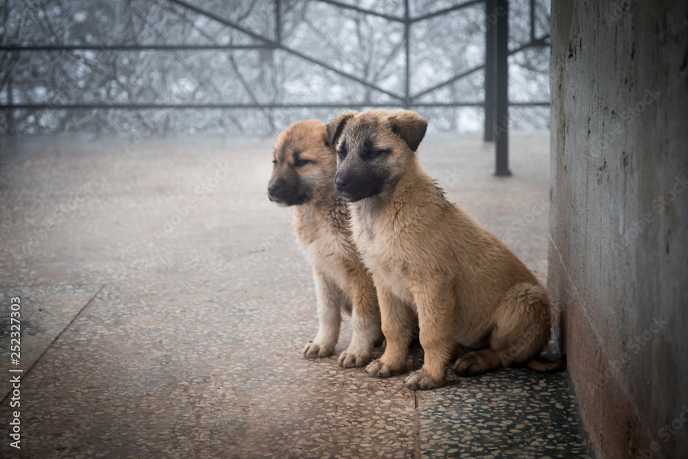 Two mixed breed puppies sitting in front view. Two little dogs sitting on balcony floor. Two mixed breed puppies sitting in front view. Two little dogs sitting on balcony floor.