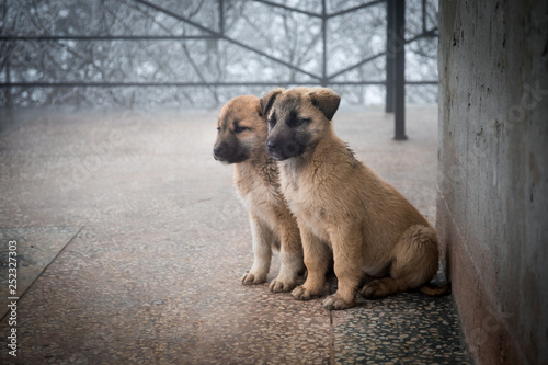Two mixed breed puppies sitting in front view. Two little dogs sitting on balcony floor.