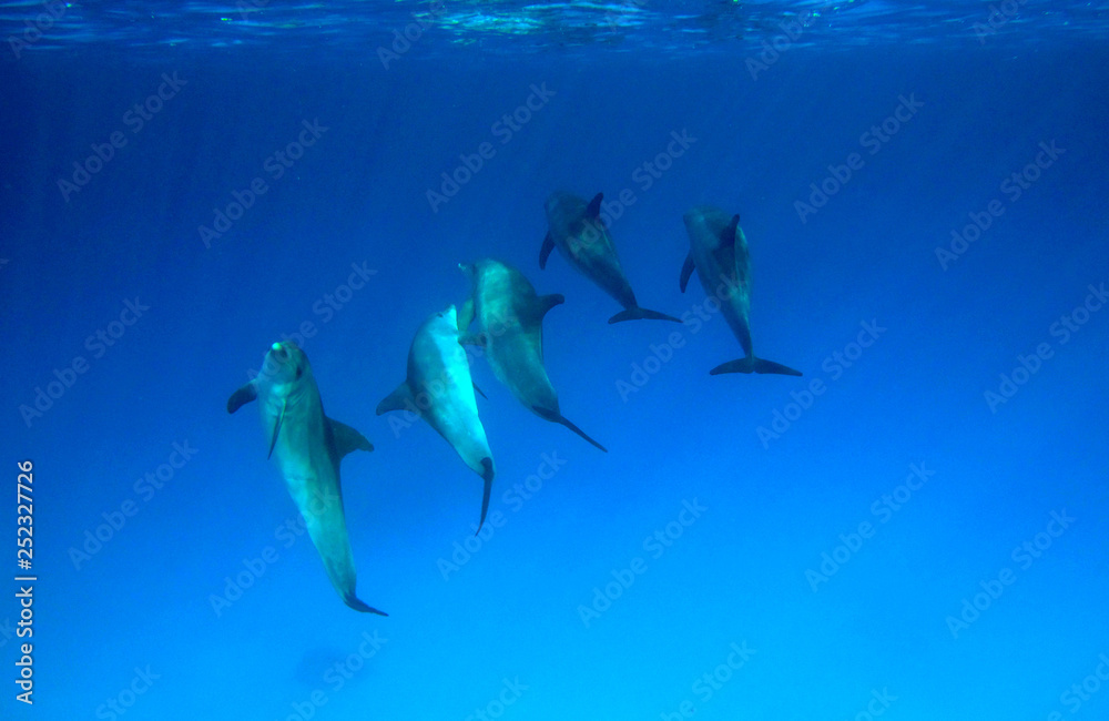 Amazing underwater world - dolphins in the Red Sea. Amazing underwater world - dolphins in the Red Sea.