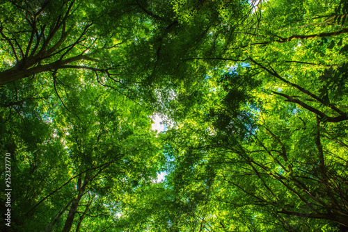 Summer green forest