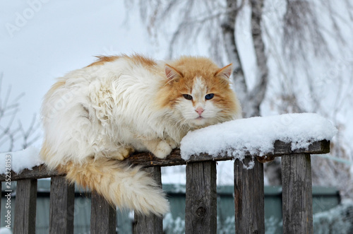 Red cat sitting on the old fence in the village on a cloudy winter day