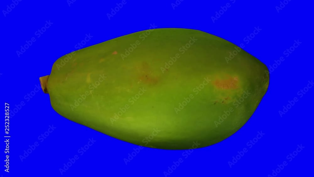 Realistic render of a rotating green (unripe) papaya on blue background. The video is seamlessly looping, and the 3D object is scanned from a real fruit. Realistic render of a rotating green (unripe) papaya on blue background. The video is seamlessly looping, and the 3D object is scanned from a real fruit.