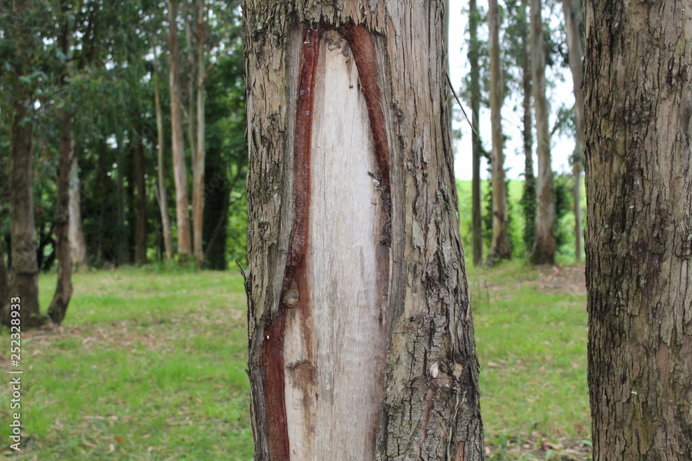 Broken tree bark