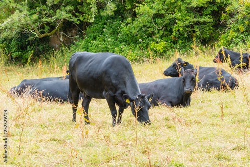 Black Bulls on Meadow Schwarze Bullen auf Weide