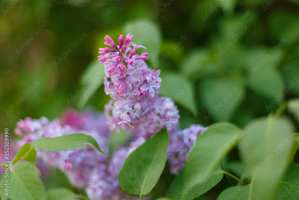 Lilac Syringa vulgaris in the spring park. Soft selective focus. Copy space Lilac Syringa vulgaris in the spring park. Soft selective focus. Copy space