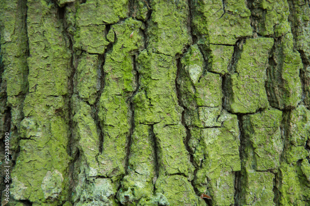 Thick bark of the tree and green coating Thick bark of the tree and green coating