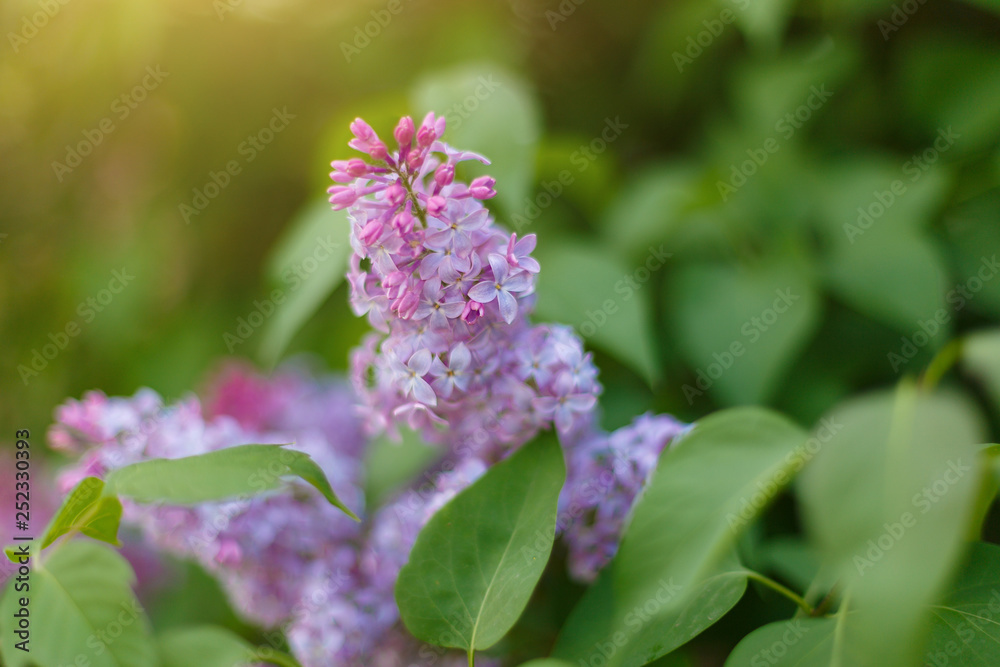Lilac Syringa vulgaris in the spring park. Soft selective focus. Copy space Lilac Syringa vulgaris in the spring park. Soft selective focus. Copy space