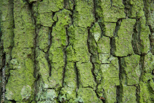 Thick bark of the tree and green coating